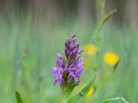 Knabenkraut Orchidee